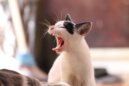 Los gatos suelen manifestar la aparición de algunas enfermedades en las orejas después de un tiempo, por lo que es imprescindible prestar atención a sus comportamientos