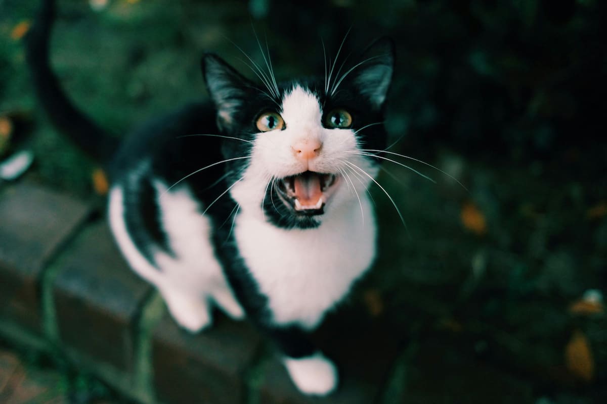 Los gatos suelen maullar para llamar la atención de sus dueños y comunicarlos desde sus sentimientos hasta sus posibles dolencias (imagen ilustrativa)
