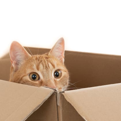 Los gatos suelen preferir la caja de cartón por encima de otros juguetes (Foto: Freepik)