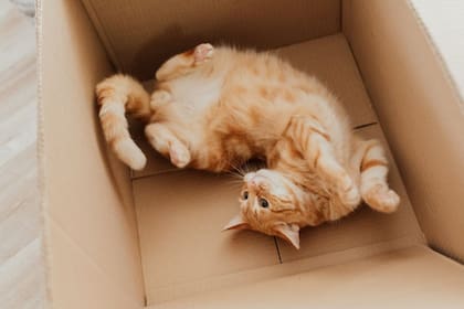 Los gatos suelen preferir las cajas de cartón como lugar de descanso