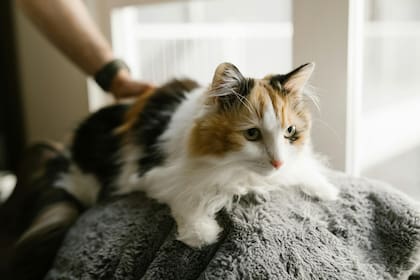 Los gatos suelen quedarse dormidos en lugares impensados del hogar (imagen ilustrativa)
