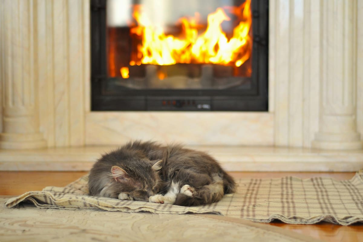 Onde os gatos devem dormir quando está frio, segundo o veterinário?