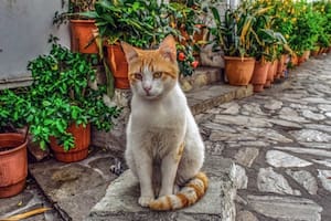 Los gatos sufren las altas temperaturas igual que los seres humanos