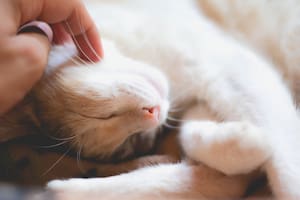 Los gatos también pueden experimentar emociones y disfrutar de una vida plena y feliz