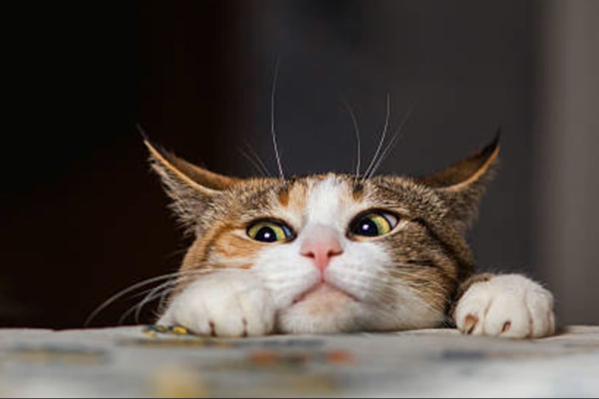 Los gatos también pueden sentir tristeza, miedo o ansiedad, aunque no siempre lo demuestren