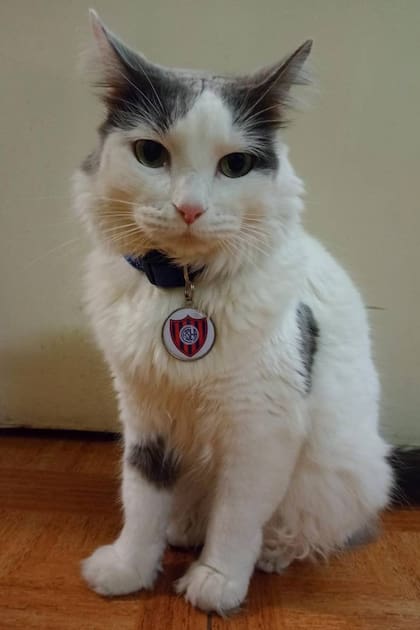 Los gatos también pueden ser socios de los clubes de sus tutores con SportyFanClub, como este gato de San Lorenzo