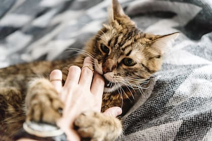 Los gatos también son muy sensibles, hay que saber leerlos