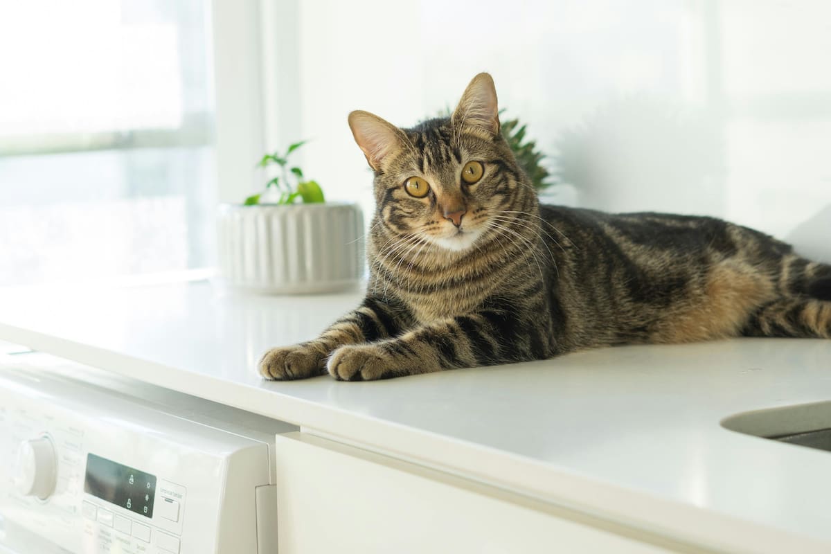 Los gatos tienden a cambiar su comportamiento cuando algo no está bien dentro de su entorno, conocé qué cosas podría afectarlos