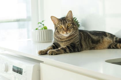 Los gatos tienden a cambiar su comportamiento cuando algo no está bien dentro de su entorno, conocé qué cosas podría afectarlos