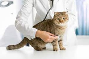 Los gatos tienden a desaparecer cuando se sienten mal, por eso, las visitas a la veterinaria son tan importantes