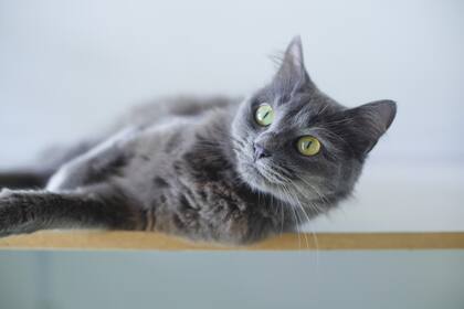 Los gatos tienen áreas sensibles como la panza o la base de la cola que, salvo excepciones, no les gusta que sean acariciadas