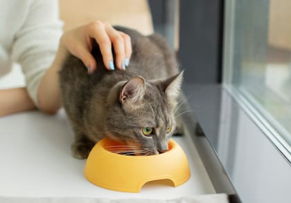 Los gatos tienen fama de alejar las malas energías