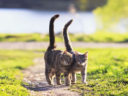 Los gatos tienen la habilidad, al igual que los perros, de asociar órdenes, estímulos y recompensas