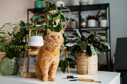 Los gatos tienen predilección por cierto tipo de plantas (Foto: Freepik)