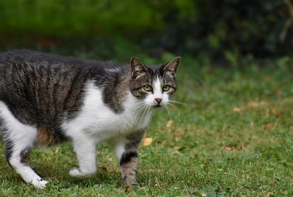 Los gatos tienen relaciones muy profundas con sus dueños, de acuerdo a un estudio