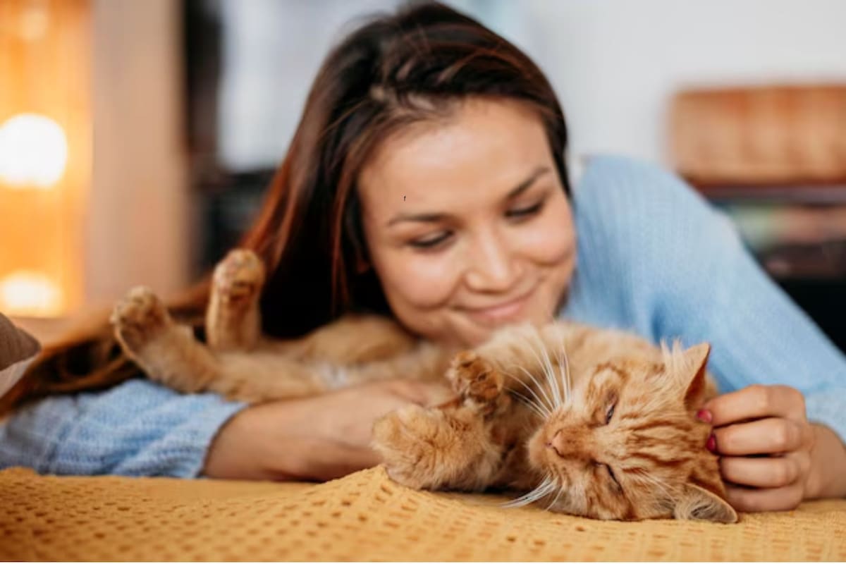 Los gatos tienen una gran capacidad de percepción de su alrededor (foto ilustrativa)