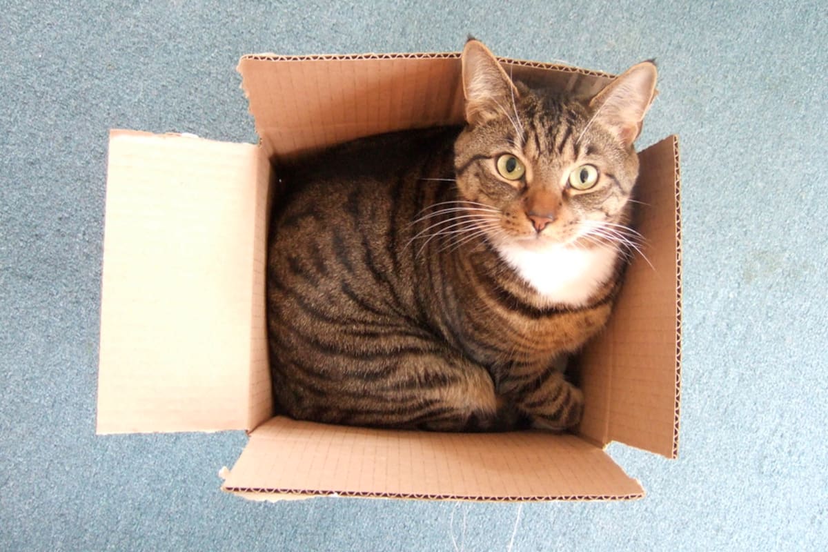 Los gatos tienen una sensibilidad especial y por eso sufren las mudanzas