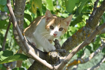 Los gatos usan este apéndice de forma eficaz cuando requieren fijarse a un árbol durante el trepado, entre otras cosas