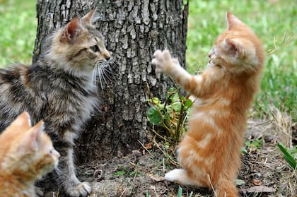 Los gatos usan una variedad de sonidos para comunicarse, muchos de los cuales indican incomodidad o tensión