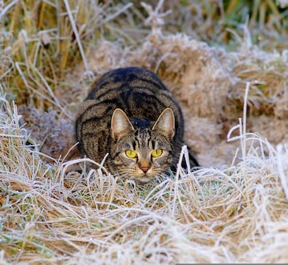 Los gatos utilizan su olfato para detectar la presencia de otros animales y percibir señales químicas