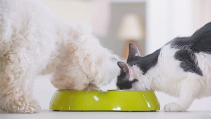 Los gatos y los perros pueden percibir casi los mismos sabores: salado, amargo y umami, a excepción del dulce que solo existe en los canes