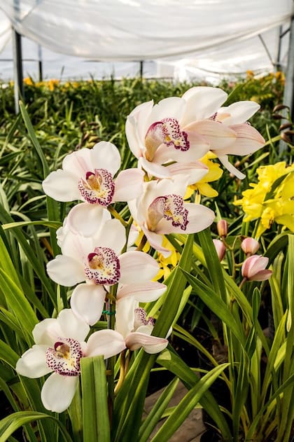 Los géneros Phalaenopsis, Cymbidium y Dendrobium son las más populares. En esta foto, Cymbidium híbrido.