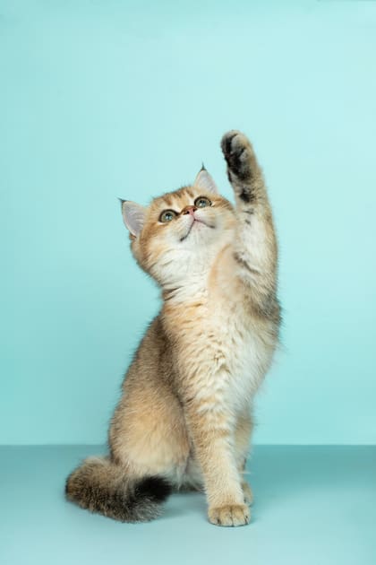 Los gestos de los felinos hacia los humanos demostraron afectividad
