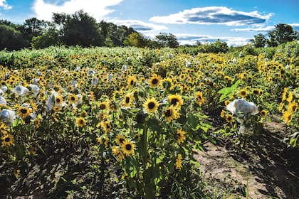 Los girasoles en plena floración. Algunas flores son tapadas con bolsas de plástico para que no se contaminen con el polen de otras.
