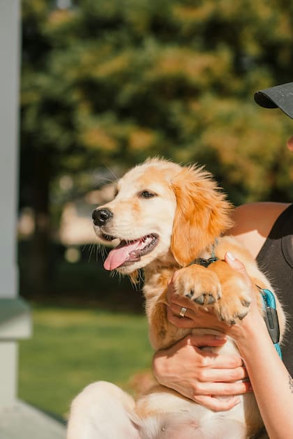Los Golden Retriever destacan por ser sociables, afectuosos y sumamente pacientes, lo que los hace mascotas ideales para familias con niños