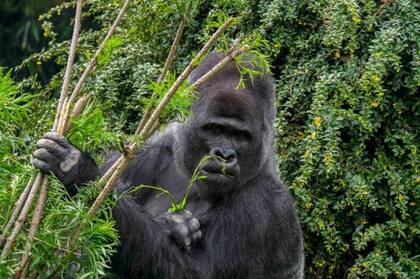 Los gorilas occidentales de las tierras bajas viven en bosques densos y se alimentan de tallos, brotes de bambú y frutas