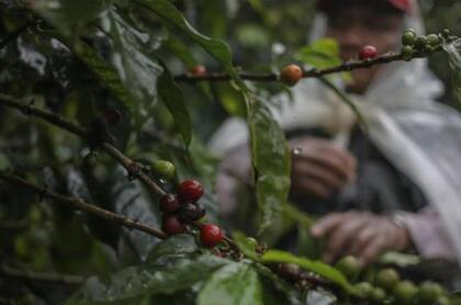Los granos de café del Elida Geisha son cultivados en la granja de la familia Lamastus en Panamá