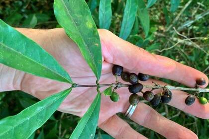 Los granos de Coffea stenophylla tienen un sabor naturalmente dulce y afrutado. La planta puede tolerar temperaturas al menos 6 °C más altas que el café Arábica