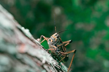 Los grillos son consideras guardianes espirituales (Foto: Freepik)