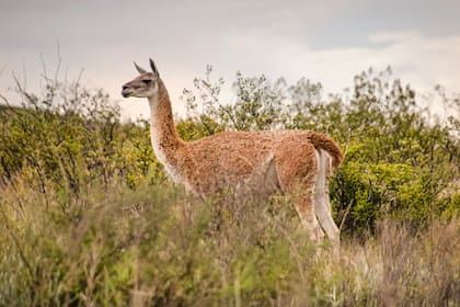 Los guanacos de Lihué Calel son muy sociables y se suelen acercar a la gente.