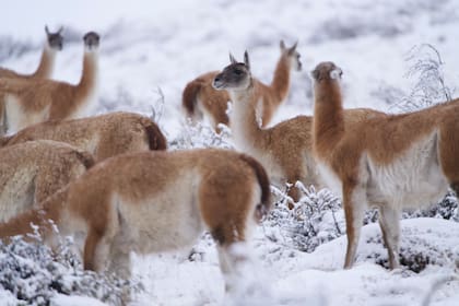 Los guanacos son la presa favorita del puma