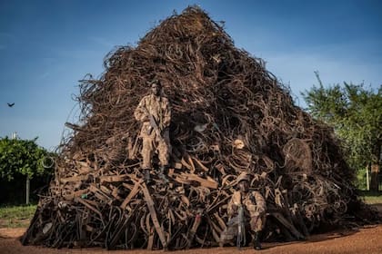 Los guardaparques custodian una montaña de trampas confiscadas