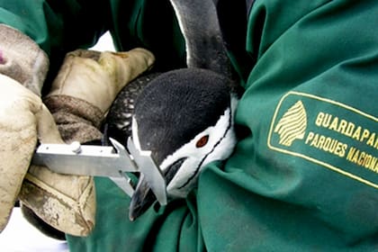 Los guardaparques realizan censos de pingüinos para conocer el estado de sus poblaciones. Los datos permiten monitorear cambios ambientales y aportar información clave para la conservación