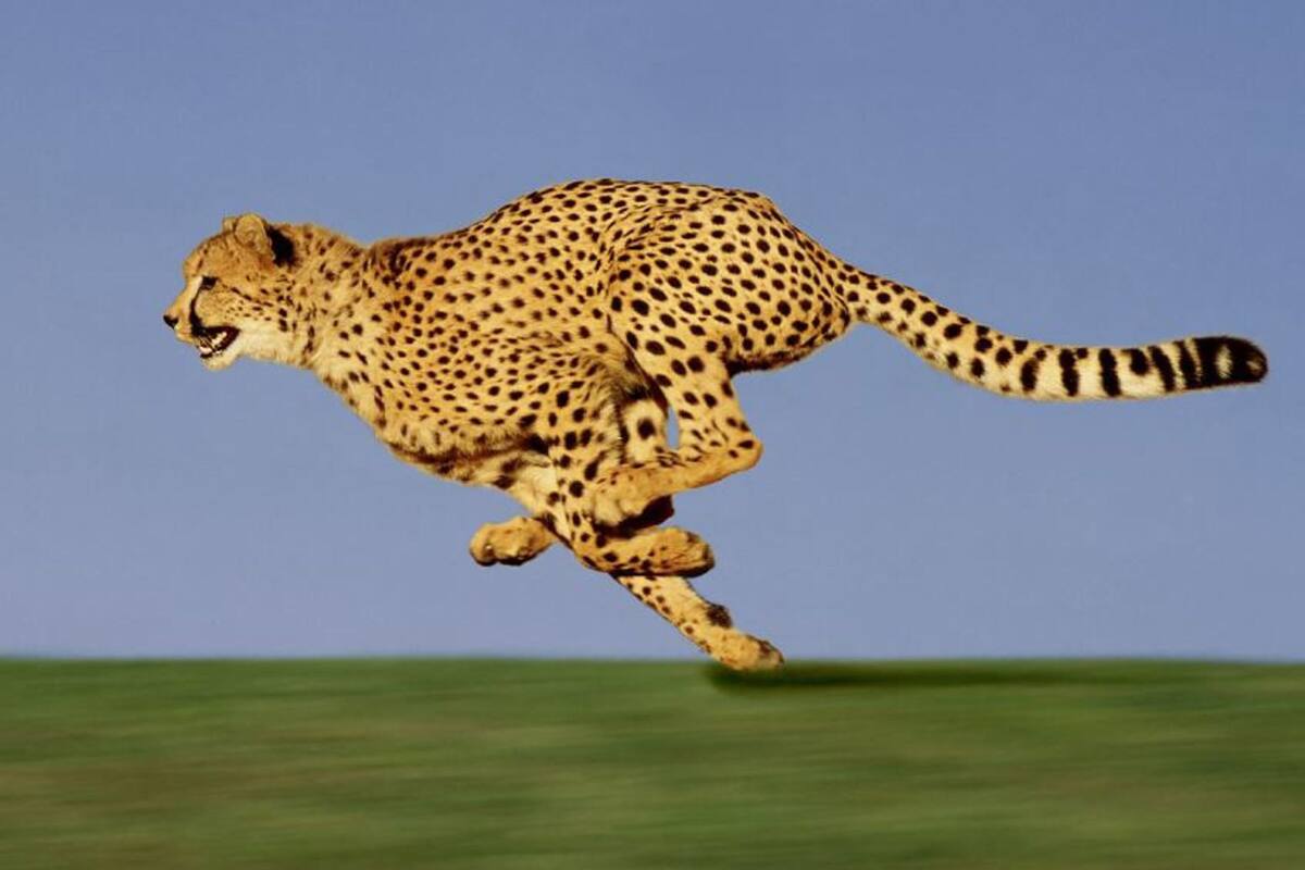Los guepardos son la representación de Aries, descubre qué animal es la imagen de tu signo