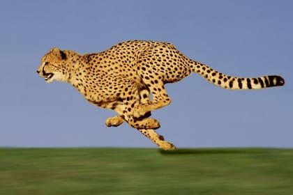 Los guepardos son la representación de Aries, descubre qué animal es la imagen de tu signo