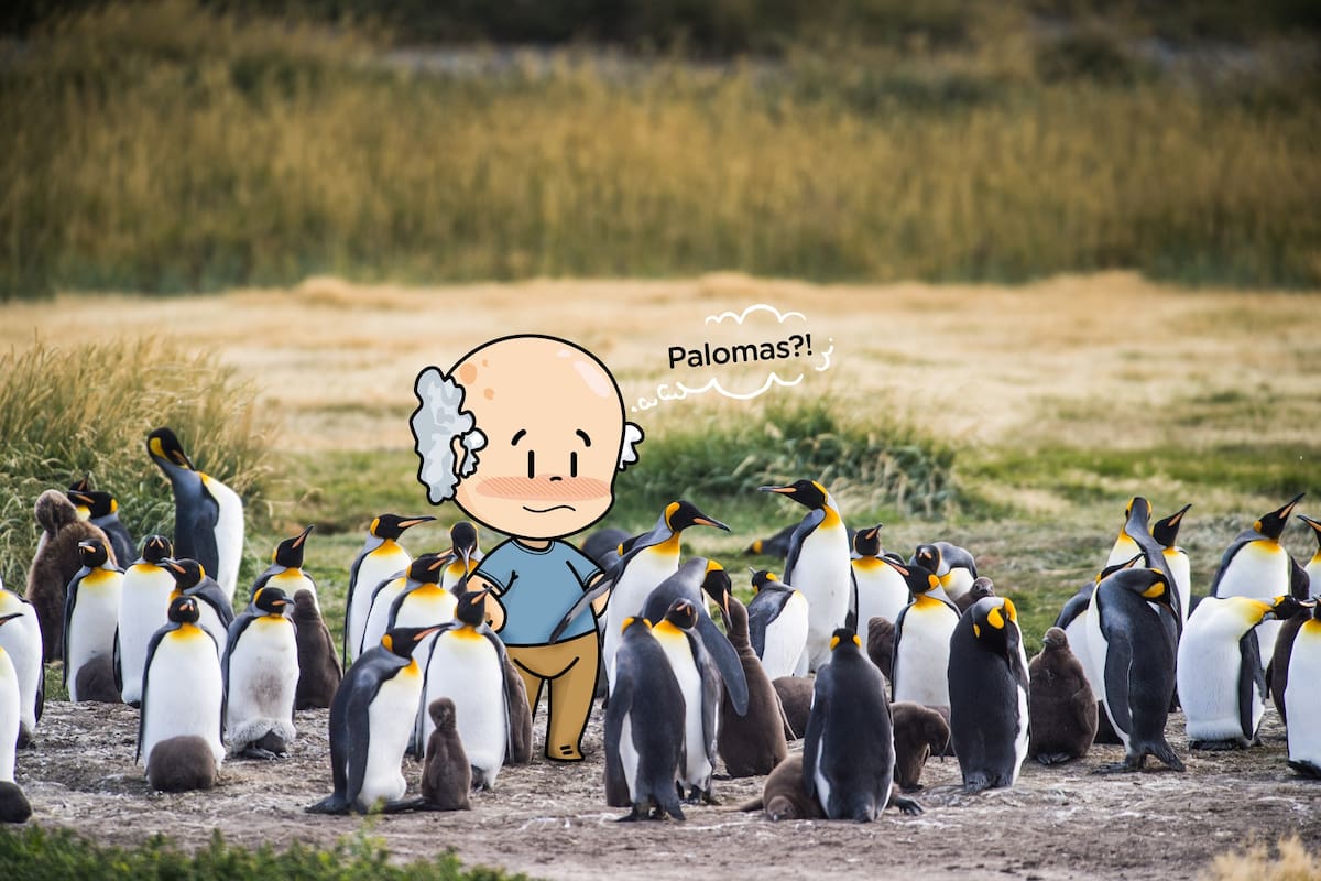 Los guías hablaban de pigeons (palomas) por “pichones de pingüino”...