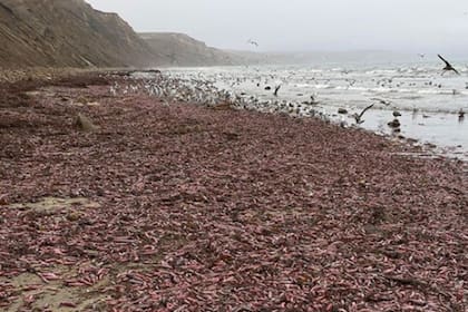 Los gusanos invadieron playas californianas