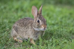 El tierno animal que se convirtió en plaga y está devorando los jardines