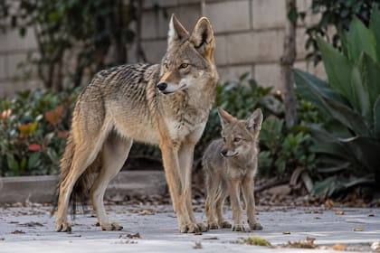 Los habitantes del barrio denunciaron comportamientos cada vez más peligrosos hacia personas y mascotas