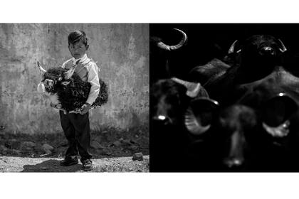 "Los habitantes originarios son guardianes de la Pachamama, pertenecen a esa tierra. Mi interés por fotografiarlos surgió hacia 2004. Entonces comencé a recorrer la puna, la quebrada y los valles." Torito de la fiesta de la Virgen de la Asunción en Casabindo.