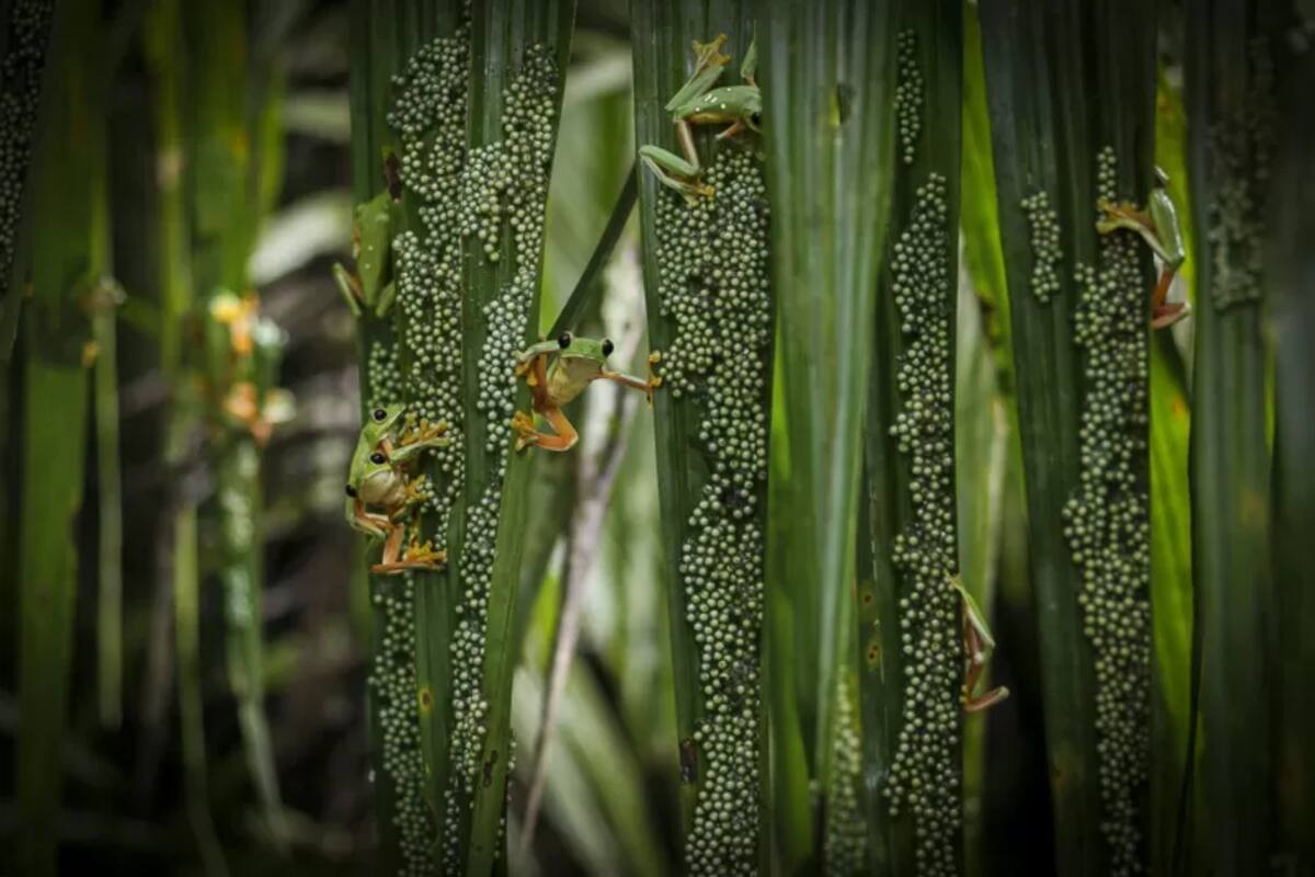 Los hábitats de los anfibios se han visto reducidos y deteriorados por el avance de la agricultura, la industria maderera o las infraestructuras humanas