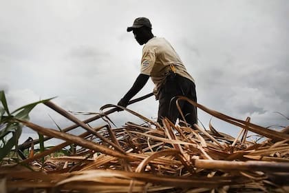 Los haitianos copan los trabajos manuales agrícolas, que son los peor remunerados.
