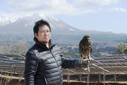 Los halcones son el arma que encontraron en Japón para alejar los cuervos que atacan las granjas de paneles solares