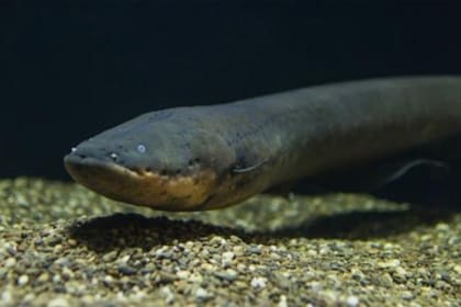 Los hallazgos anulan la idea de que estos peces serpentinos son depredadores exclusivamente solitarios