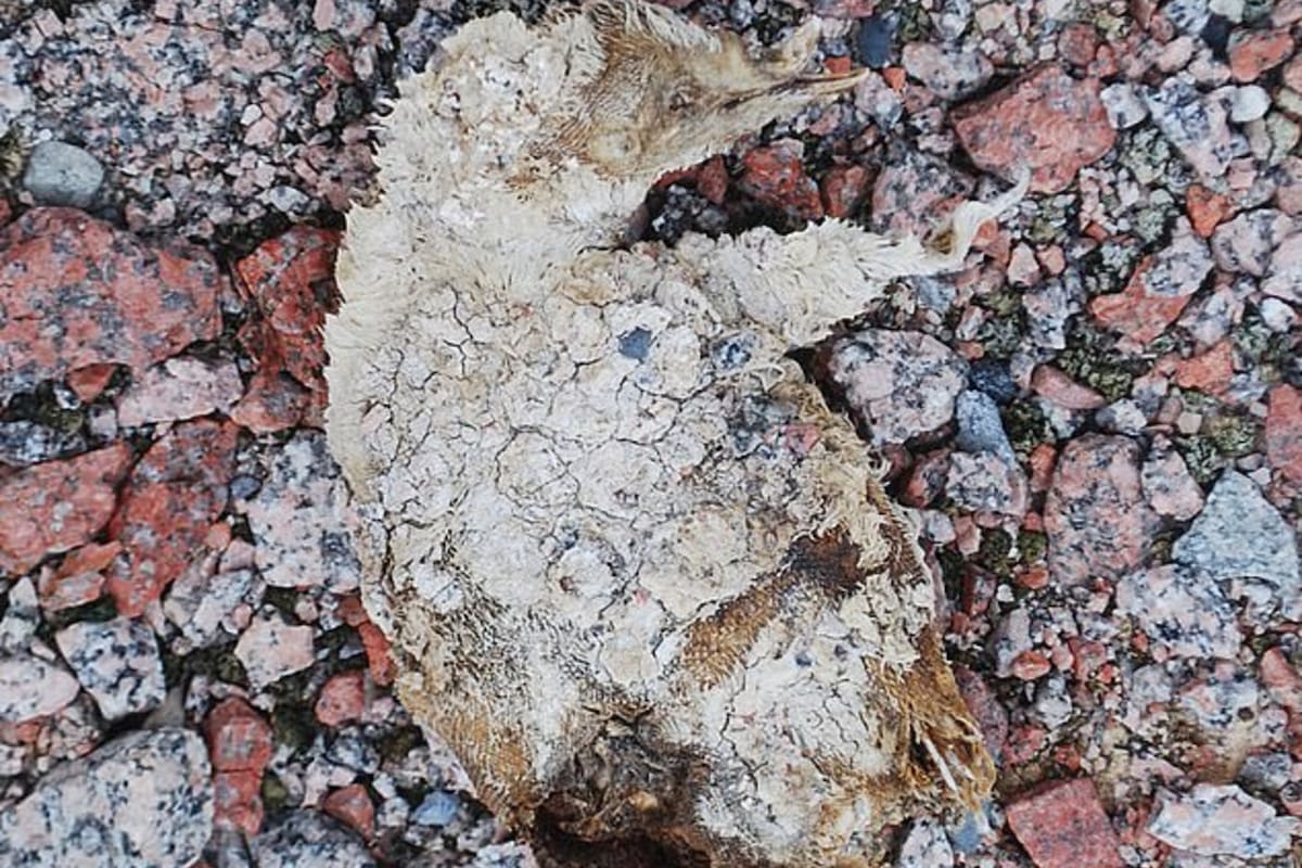 Los hallazgos se produjeron a causa del deshielo en el Cabo Irizar, un fenómeno que dejó al descubierto cientos de restos de estos animales que habitaron el lugar hace miles de años