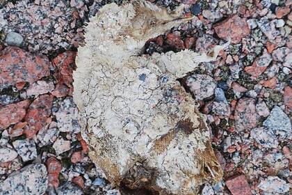 Los hallazgos se produjeron a causa del deshielo en el Cabo Irizar, un fenómeno que dejó al descubierto cientos de restos de estos animales que habitaron el lugar hace miles de años